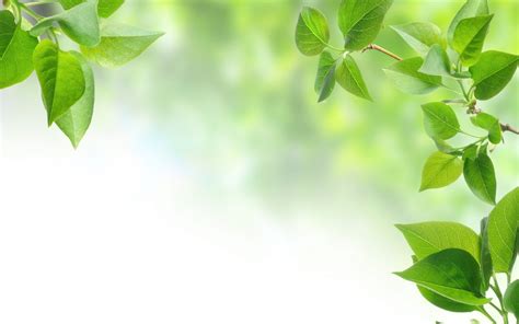 green leaves background